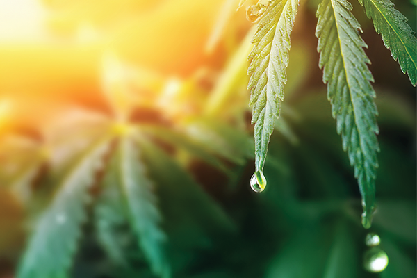hemp-web-görsel